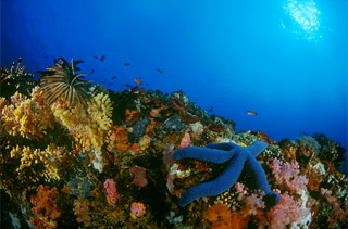 isla verde batangas center of most diversed marine ecosystem