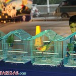 kid watching the birds