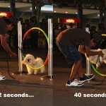 pet olympics
