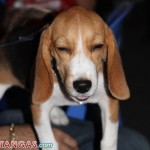 the beagle