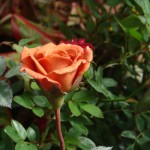DSC07543