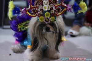 Pets in Flower Costume at SM City Batangas (6)