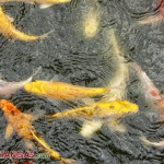 Corito's Garden pond