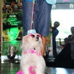 grooming a dog