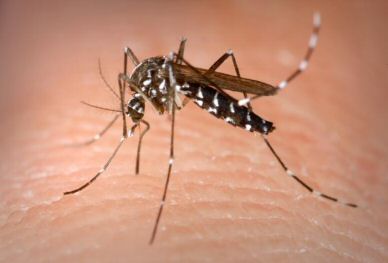 how to stop dengue virus from spreading